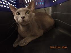 Shelter Stray Female Cat last seen ST CHARLES CO, 4850 Mid Rivers Mall Dr, St Peters, MO 63376, USA