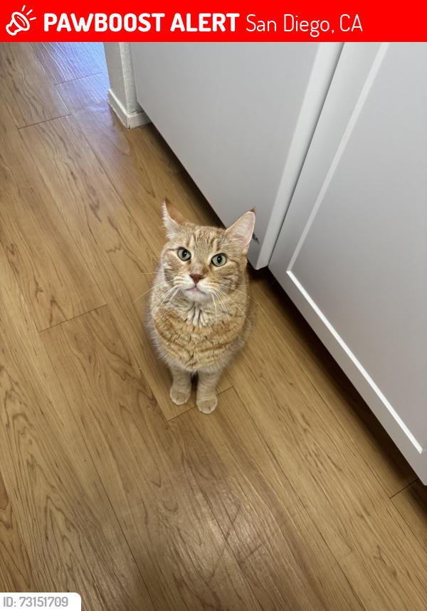 Lost Male Cat last seen Iroquois, San Diego, CA 92117