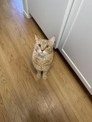 Lost Male Cat last seen Iroquois, San Diego, CA 92117