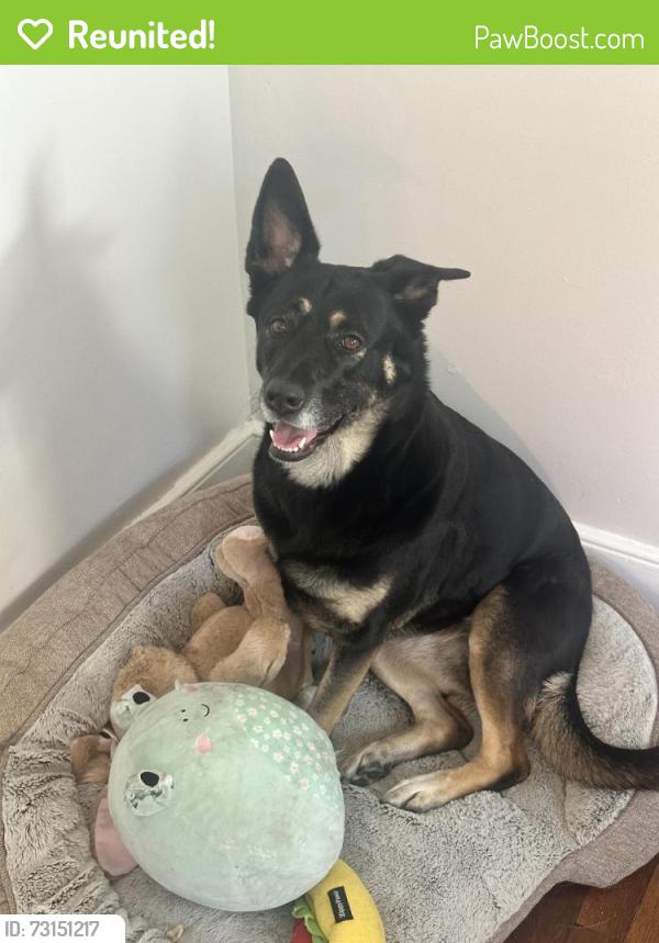 Reunited Female Dog last seen 79th Pl and Red Springs Ave, Lubbock, TX 79423
