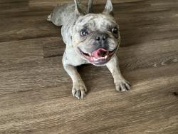 Reunited Male Dog last seen Near w. Windsor dr, Denton, TX 76207