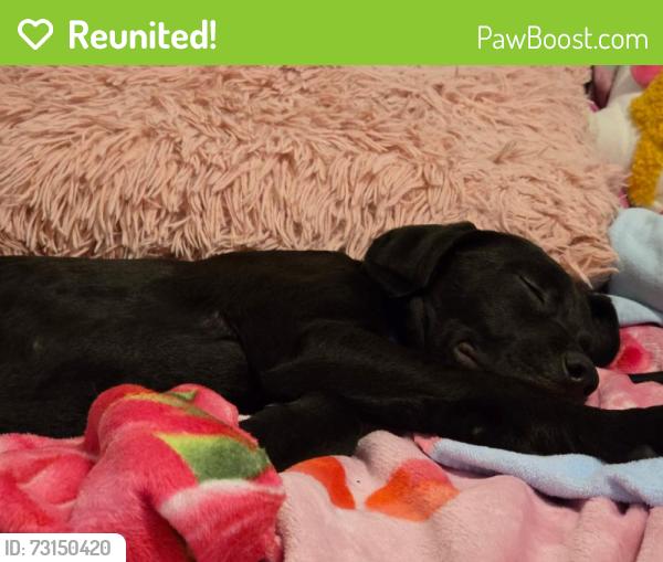 Reunited Male Dog last seen Landmark Rd, North Carolina, USA, Johnston County, NC 27592