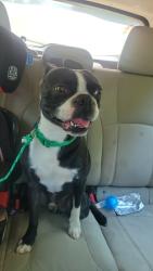 Found/Stray Male Dog last seen Airport rd, route 11, Great Bend Township, PA 18822