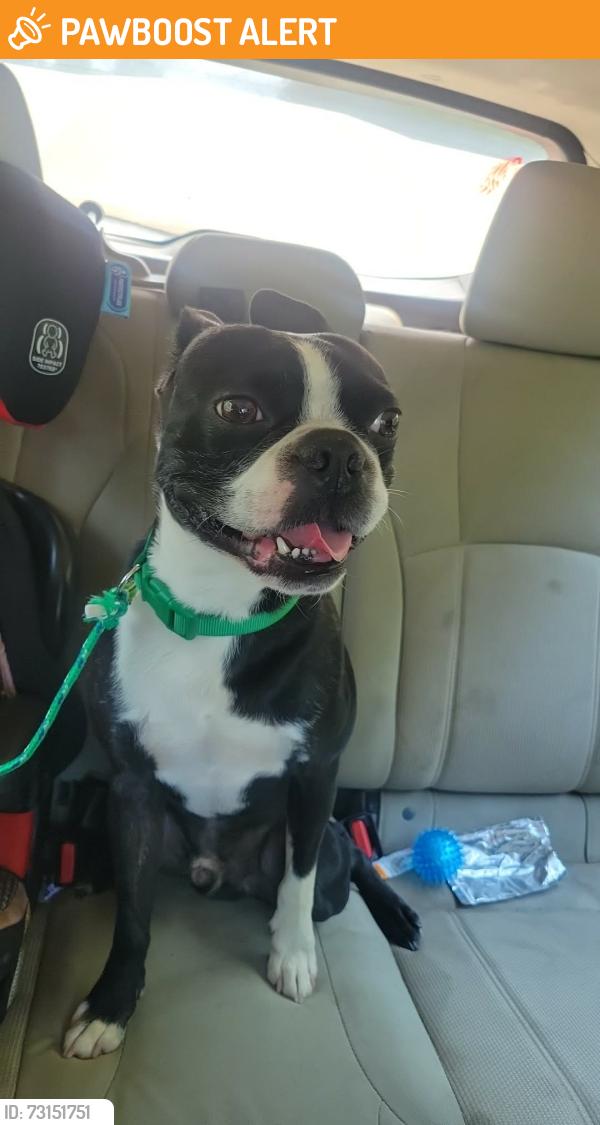 Found/Stray Male Dog last seen Airport rd, route 11, Great Bend Township, PA 18822