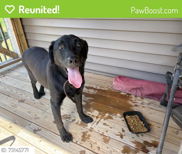 Reunited Male Dog last seen Lays Gap Rd/Hogskin, Washburn, TN 37888