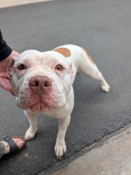 Reunited Female Dog last seen Daravante Community, Phoenix, AZ 85043