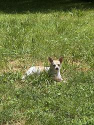 Reunited Female Dog last seen Chafin and Hardscrabble, Roswell, GA 30075