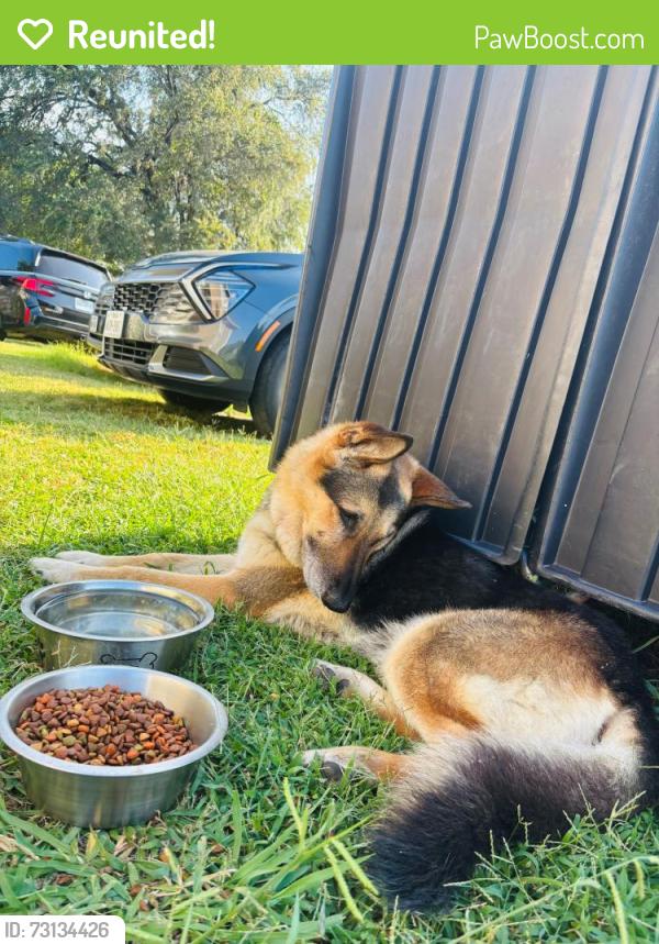 Reunited Male Dog last seen Near an 160 Knothole rd, Whitewright, TX 75491