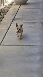 Reunited Unknown Dog last seen Vista Brook Dr and Territorial Way, Elk Grove, CA 95624