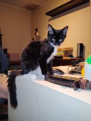 Found/Stray Male Cat last seen Sharon Ct and Parkside Drive, Laurel, MD 20707