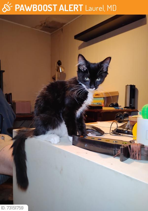 Found/Stray Male Cat last seen Sharon Ct and Parkside Drive, Laurel, MD 20707