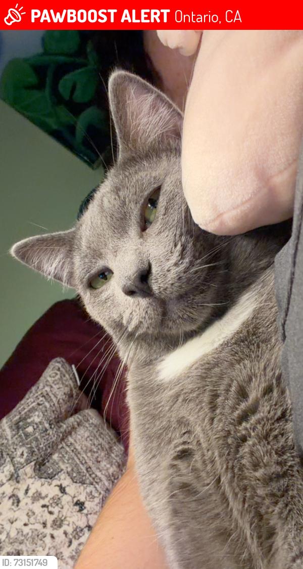 Lost Male Cat last seen On the Corner of W Flora St and N Oaks Ave, Ontario, CA 91762