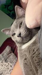 Lost Male Cat last seen On the Corner of W Flora St and N Oaks Ave, Ontario, CA 91762