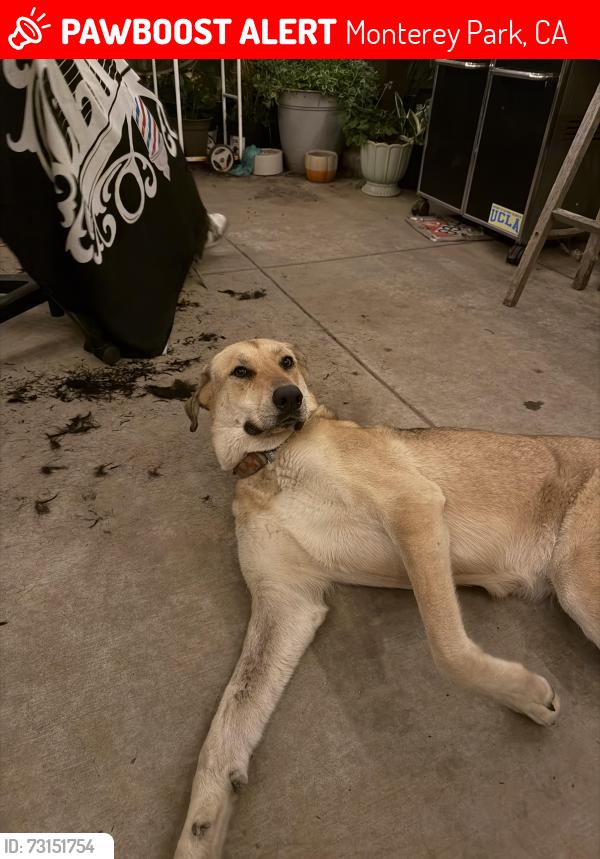 Lost Female Dog last seen Near Floral Dr, Monterey Park, CA 91754