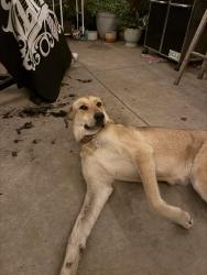 Lost Female Dog last seen Near Floral Dr, Monterey Park, CA 91754