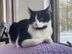 Reunited Male Cat last seen Raleigh Tavern Ln, Brook Street, Farnum, North Andover, MA 01845
