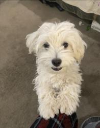 Lost Male Dog last seen M&D market, Victorville, CA 92395