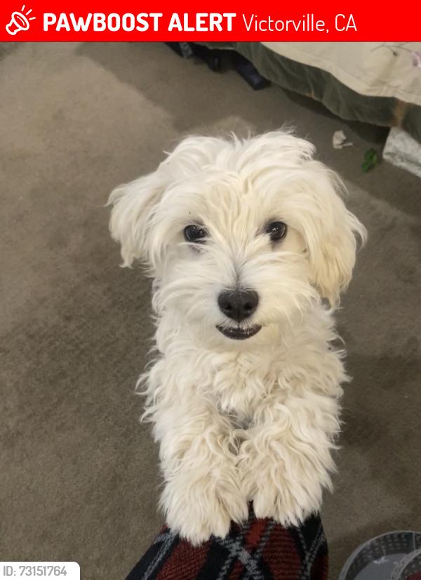 Lost Male Dog last seen M&D market, Victorville, CA 92395