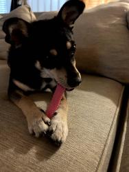 Reunited Male Dog last seen Near RIO SAN DIEGO DR, SAN DIEGO, CA, 92108, San Diego, CA 92108