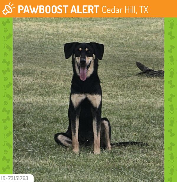 Found/Stray Female Dog last seen Prairie View Blvd & Becky Ln, Cedar Hill, TX 75104