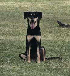 Found/Stray Female Dog last seen Prairie View Blvd & Becky Ln, Cedar Hill, TX 75104