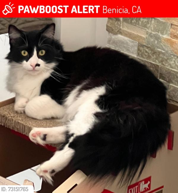 Lost Male Cat last seen Grove Circle and Southampton, Benicia, CA 94569