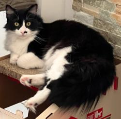 Lost Male Cat last seen Grove Circle and Southampton, Benicia, CA 94569