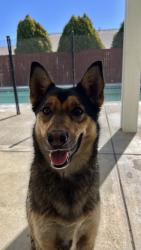 Lost Female Dog last seen Handsdale st off Seneca and Theodore Vick elementary, Adelanto, CA 92301