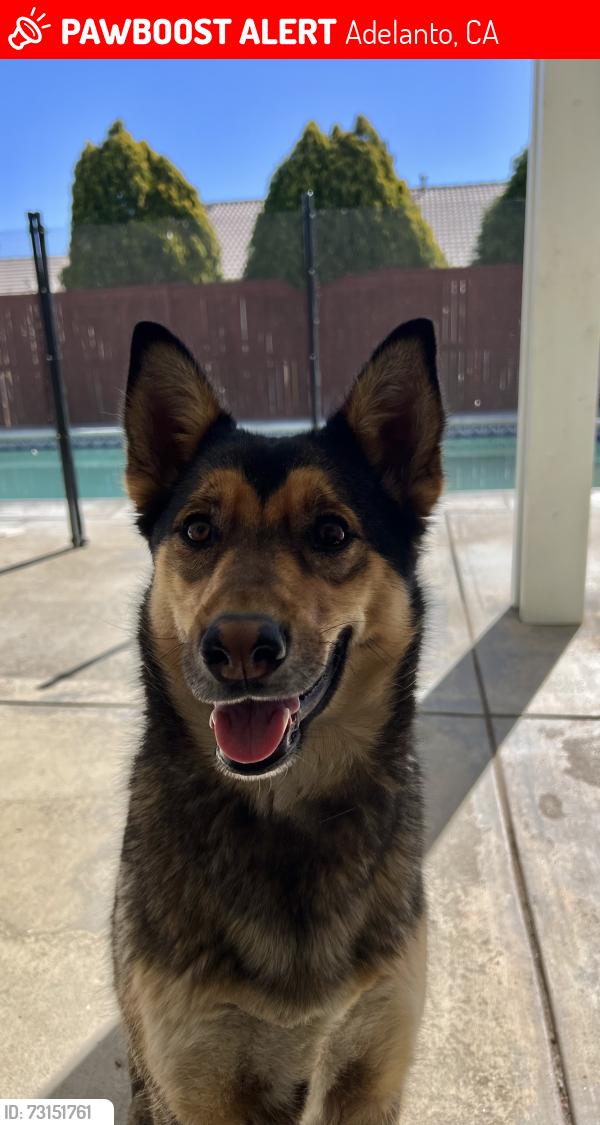 Lost Female Dog last seen Handsdale st off Seneca and Theodore Vick elementary, Adelanto, CA 92301