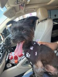 Reunited Male Dog last seen Near S Euclid St, Anaheim, CA 92802, USA, Anaheim, CA 92802