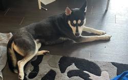 Lost Female Dog last seen Riverview Rd, Mableton, GA 30126