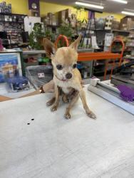 Reunited Female Dog last seen Long Beach, CA, USA, Long Beach, CA 90831