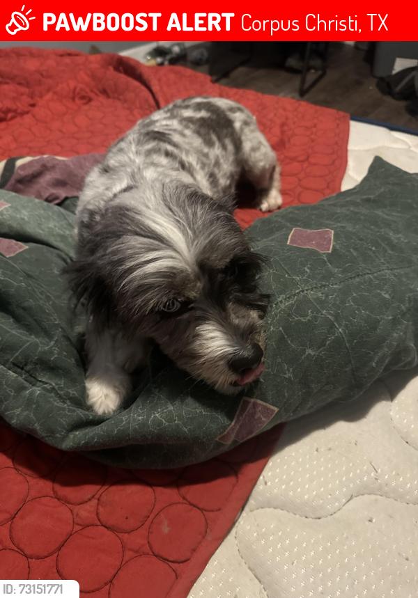 Lost Female Dog last seen 18th Street and McKinzie Street, Corpus Christi, TX 78404