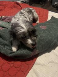 Lost Female Dog last seen 18th Street and McKinzie Street, Corpus Christi, TX 78404