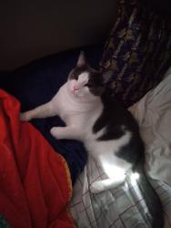 Lost Male Cat last seen Near hwy, Acworth, GA 30102