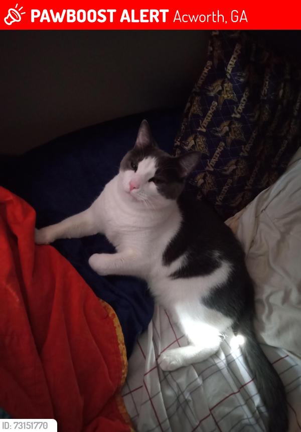 Lost Male Cat last seen Near hwy, Acworth, GA 30102