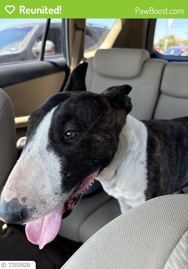 Reunited Female Dog last seen Empire Ave, Oakley, CA, USA, Oakley, CA 94561