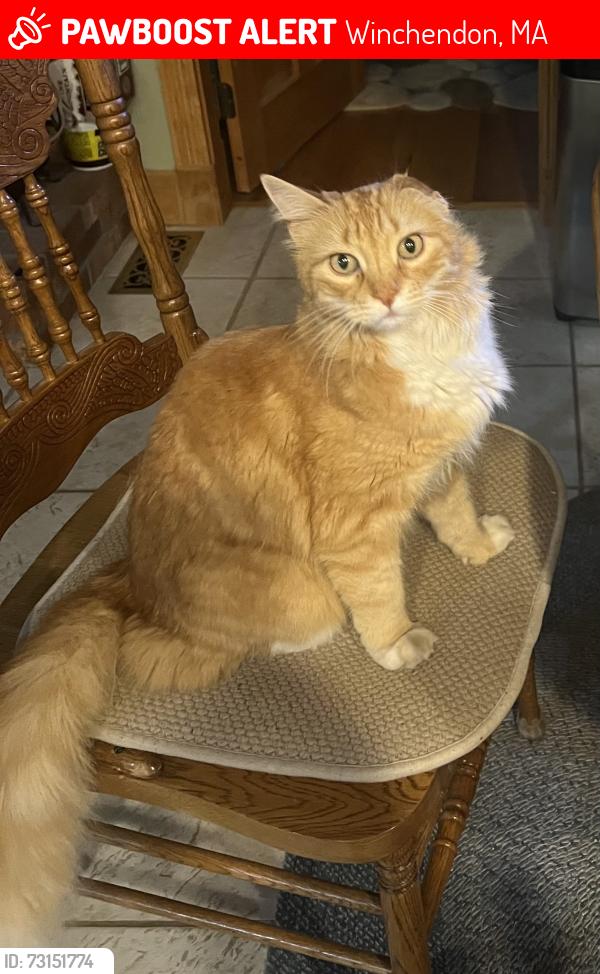 Lost Male Cat last seen Near Mill Glen Pond and Snowbound Club, Winchendon, MA 01475