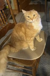 Lost Male Cat last seen Near Mill Glen Pond and Snowbound Club, Winchendon, MA 01475