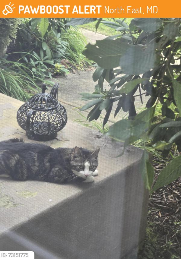 Found/Stray Unknown Cat last seen Bethel Church Rd., North East, MD 21901