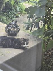 Found/Stray Unknown Cat last seen Bethel Church Rd., North East, MD 21901