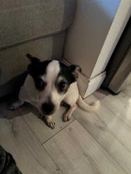 Found/Stray Male Dog last seen 98-24 NW 40th St, Miami, FL 33127, Miami, FL 33137