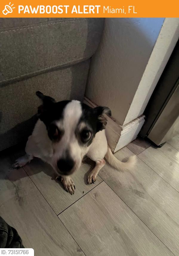 Found/Stray Male Dog last seen 98-24 NW 40th St, Miami, FL 33127, Miami, FL 33137