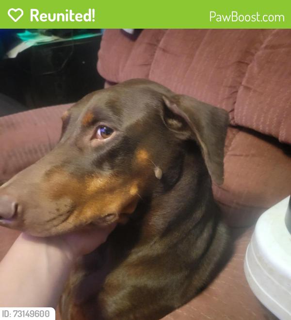 Reunited Female Dog last seen Rymal Road, Organe street, fire station, Alvin, TX 77511