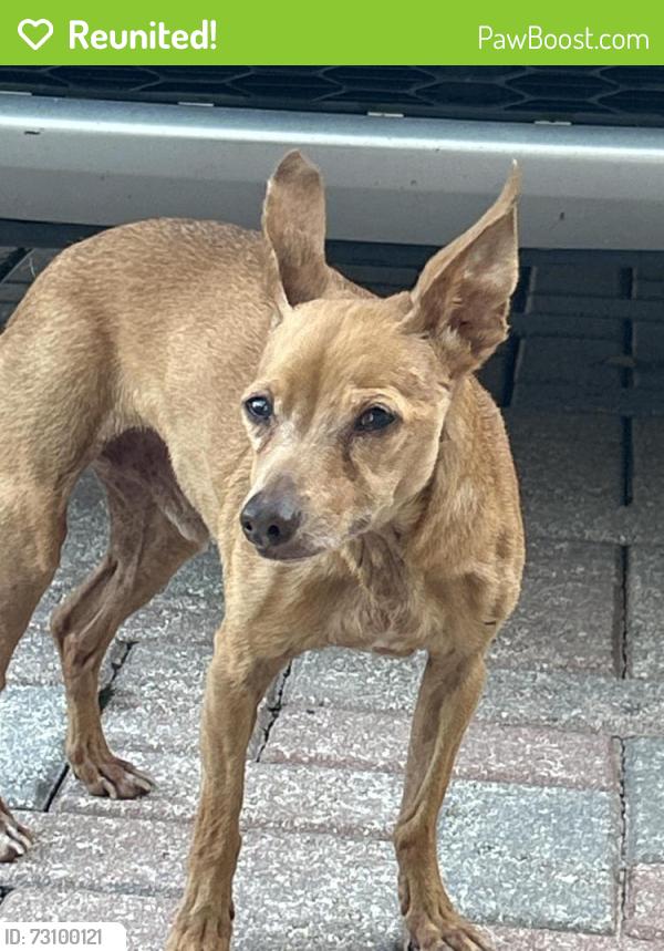 Reunited Male Dog last seen Bent Creek Drive, Fort Pierce, FL 34947