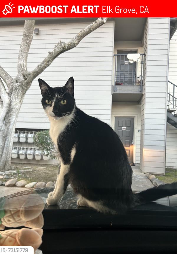 Lost Male Cat last seen Elk Grove Florin & Bond, Elk Grove, CA 95624