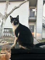 Lost Male Cat last seen Elk Grove Florin & Bond, Elk Grove, CA 95624