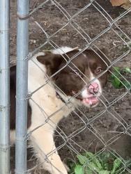 Found/Stray Female Dog last seen Kitchens st, Macon, GA 31217