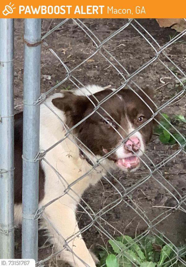 Found/Stray Female Dog last seen Kitchens st, Macon, GA 31217