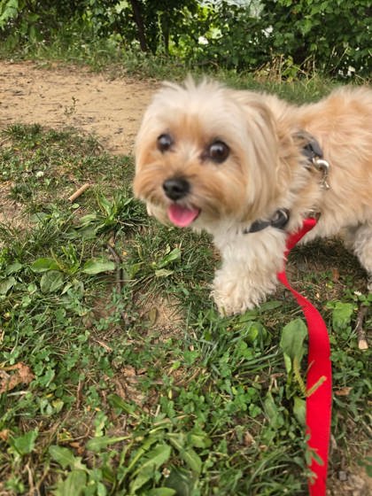 Shelter Stray Female Dog last seen Near Eastern, 21224, MD, 301 Stockholm St, Baltimore, MD 21230, USA